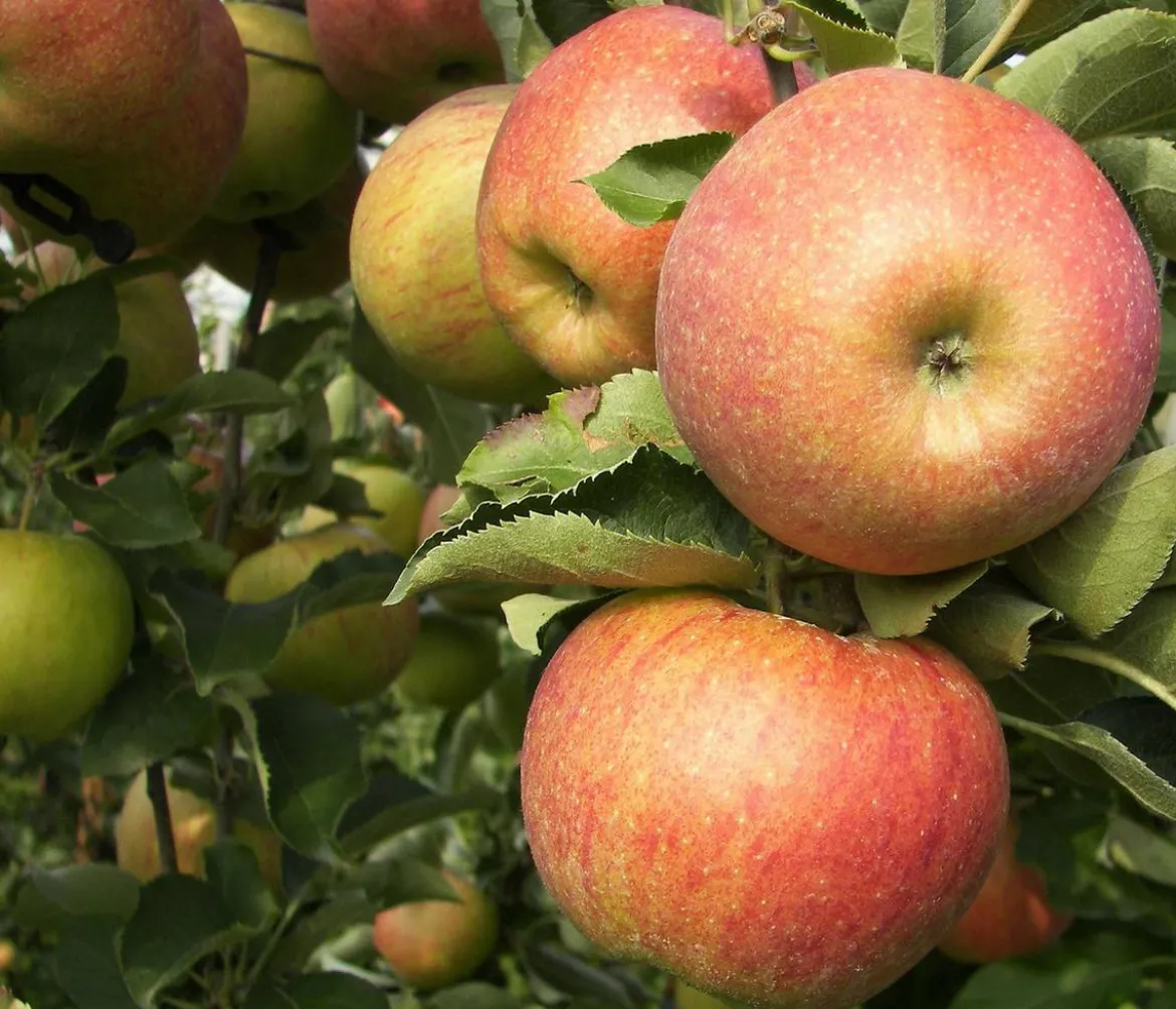 Winterapfel 'Roter Boskoop'