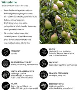 Winterbirne 'Alexander Lucas'