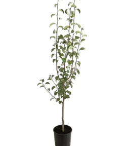 Winterbirne 'Alexander Lucas'