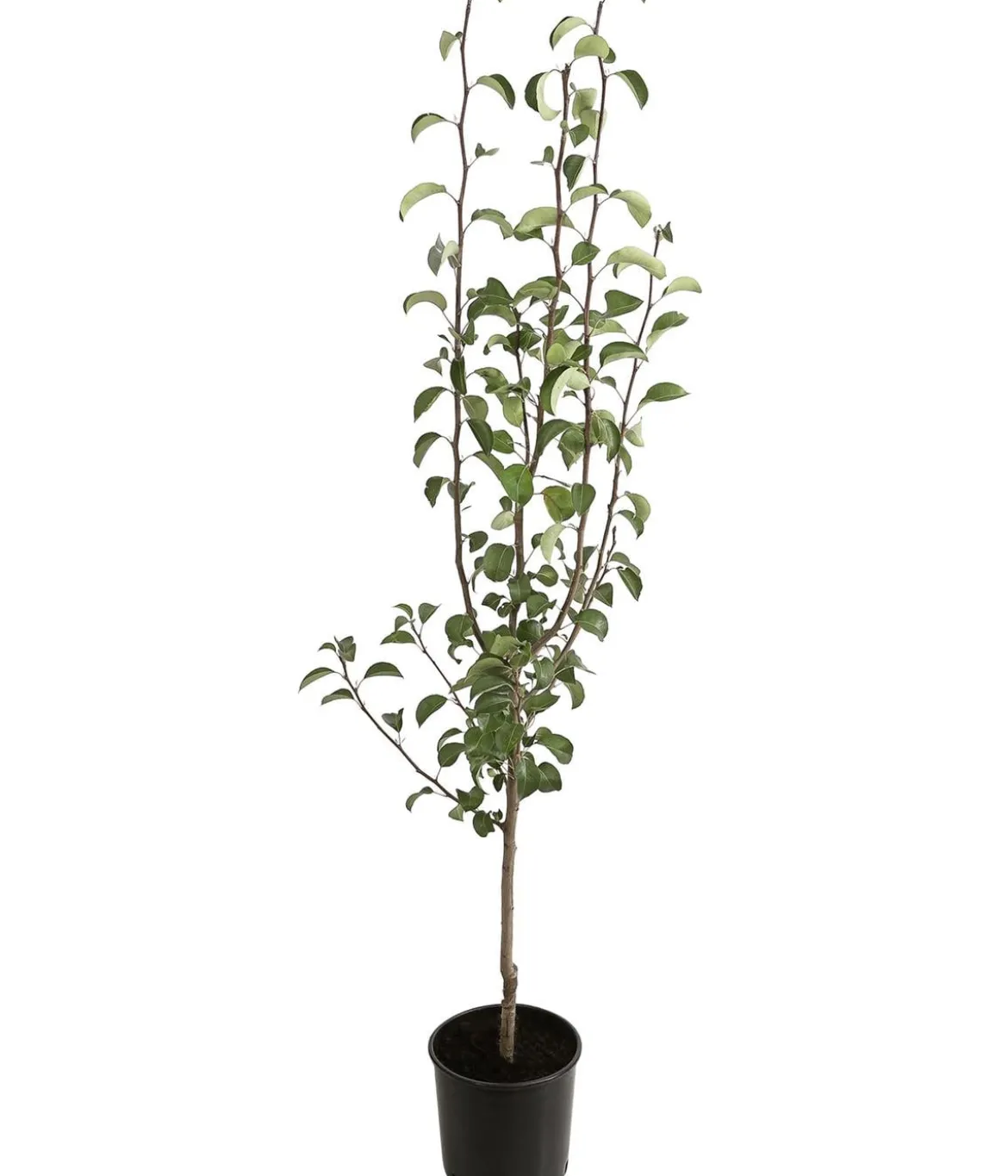 Winterbirne 'Alexander Lucas'