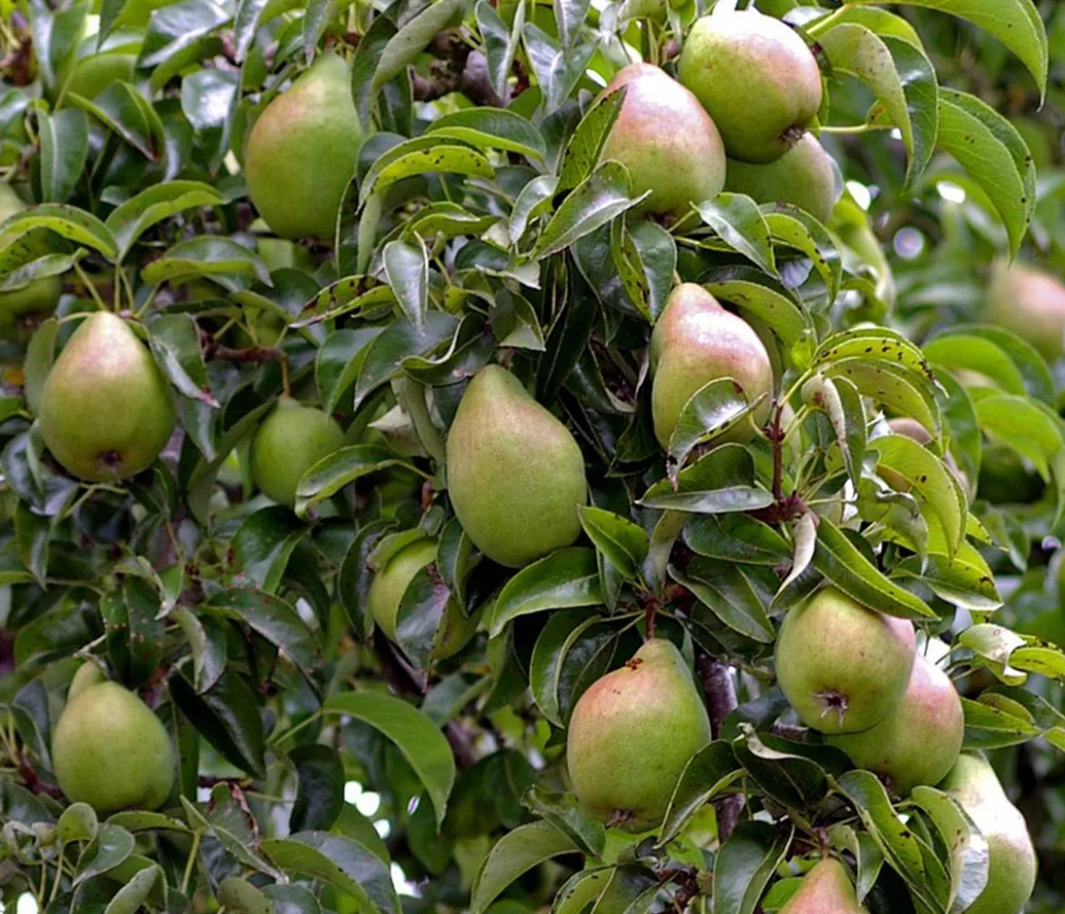 Winterbirne 'Alexander Lucas'