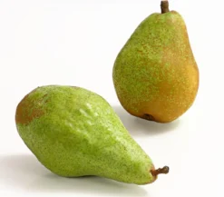 Winterbirne 'Novembra'