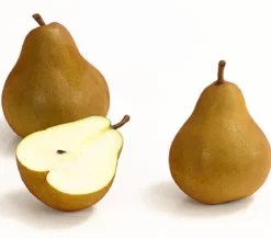 Winterbirne 'Uta'