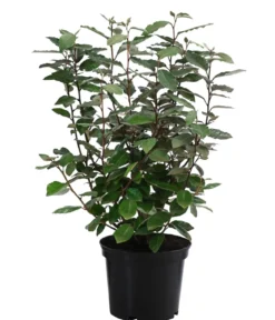 Wintergrüne Ölweide 'Compacta'