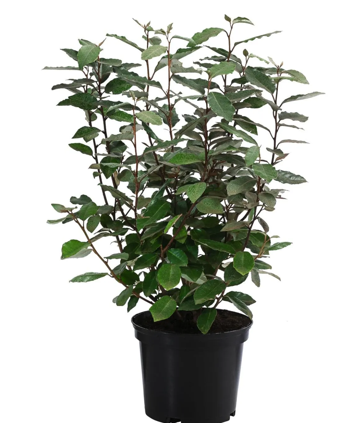 Wintergrüne Ölweide 'Compacta'