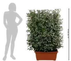 Wintergrüne Ölweide 'Compacta', ca. 140-160 cm