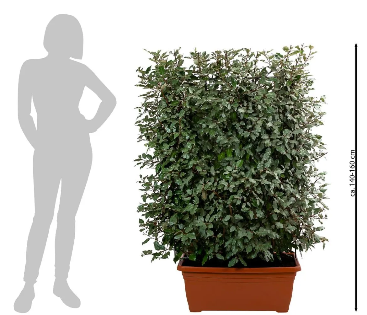 Wintergrüne Ölweide 'Compacta', ca. 140-160 cm