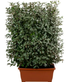 Wintergrüne Ölweide 'Compacta', ca. 140-160 cm