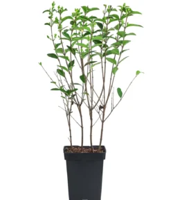 Wintergrüner Liguster 'Atrovirens'