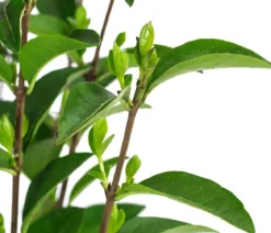 Wintergrüner Liguster 'Atrovirens'