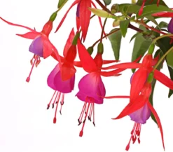 Winterharte Fuchsie, verschiedene Sorten