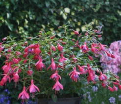 Winterharte Fuchsie, verschiedene Sorten