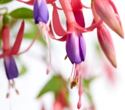 Winterharte Fuchsie, verschiedene Sorten
