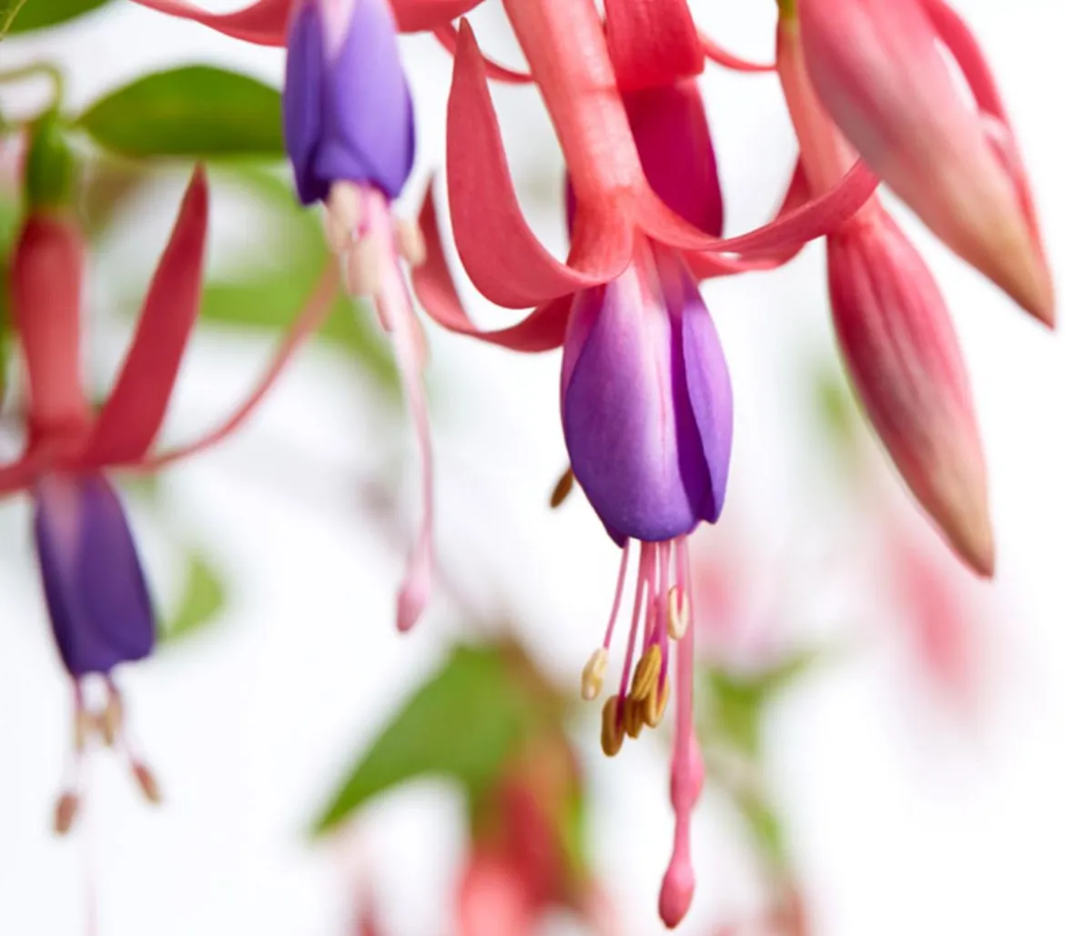 Winterharte Fuchsie, verschiedene Sorten