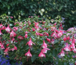 Winterharte Fuchsie, verschiedene Sorten