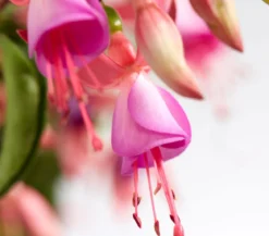 Winterharte Fuchsie, verschiedene Sorten