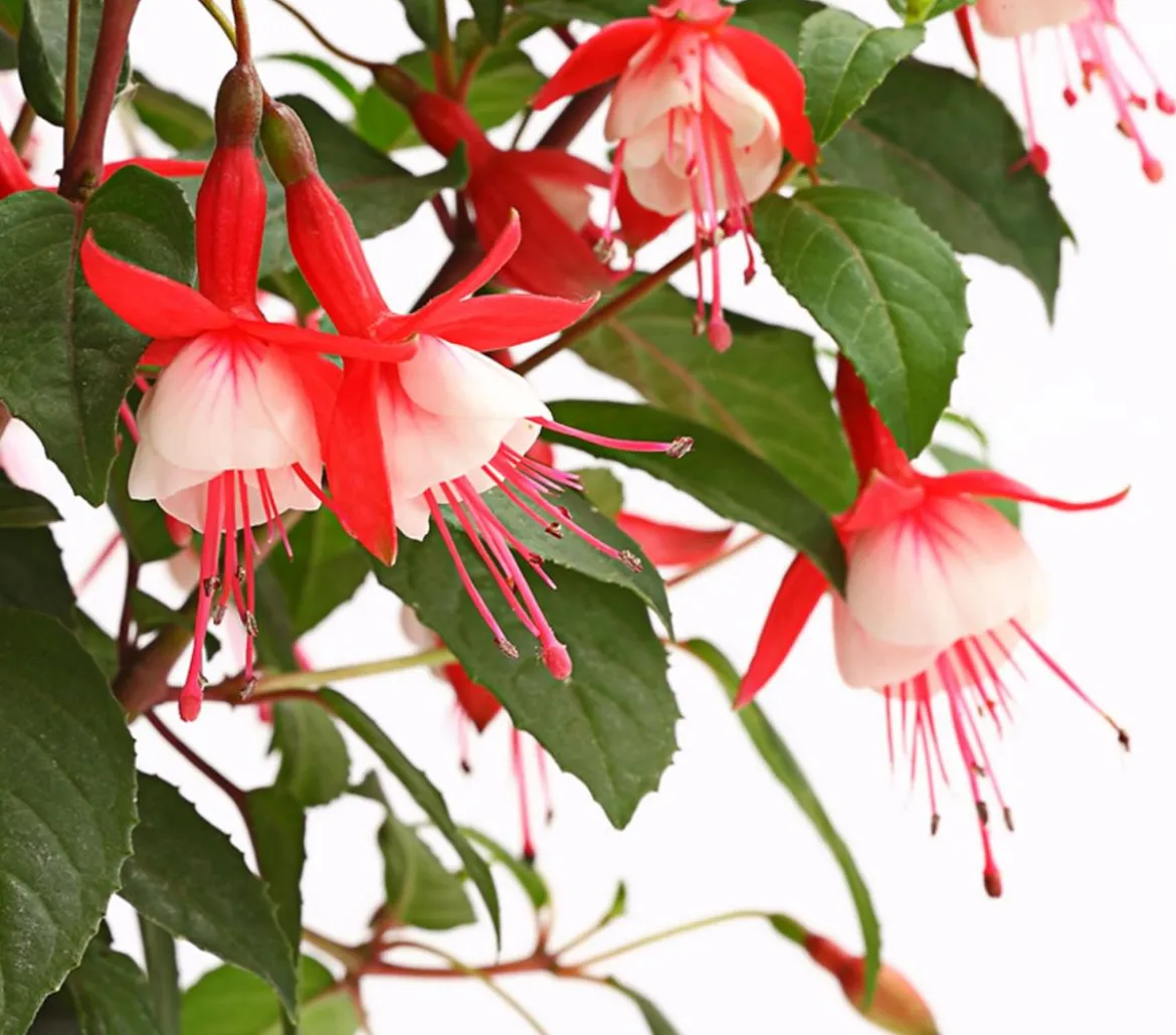 Winterharte Fuchsie, verschiedene Sorten