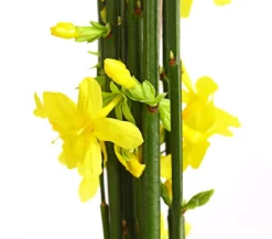 Winter-Jasmin