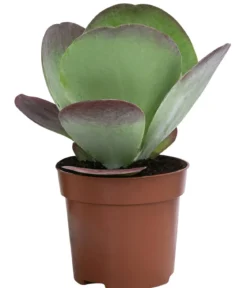 Wüstenkohl - Kalanchoe thyrsiflora 'Red Lips'