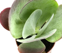 Wüstenkohl - Kalanchoe thyrsiflora 'Red Lips'