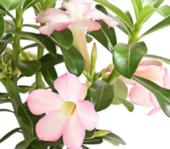 Wüstenrose