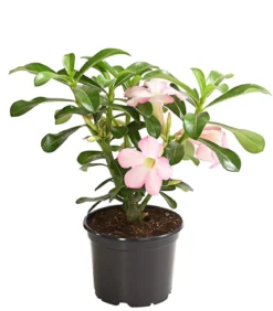 Wüstenrose