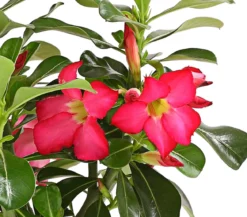 Wüstenrose