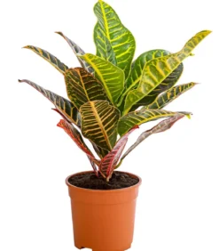 Wunderstrauch - Codiaeum variegatum 'Petra'