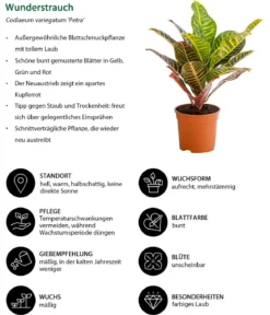 Wunderstrauch - Codiaeum variegatum 'Petra'