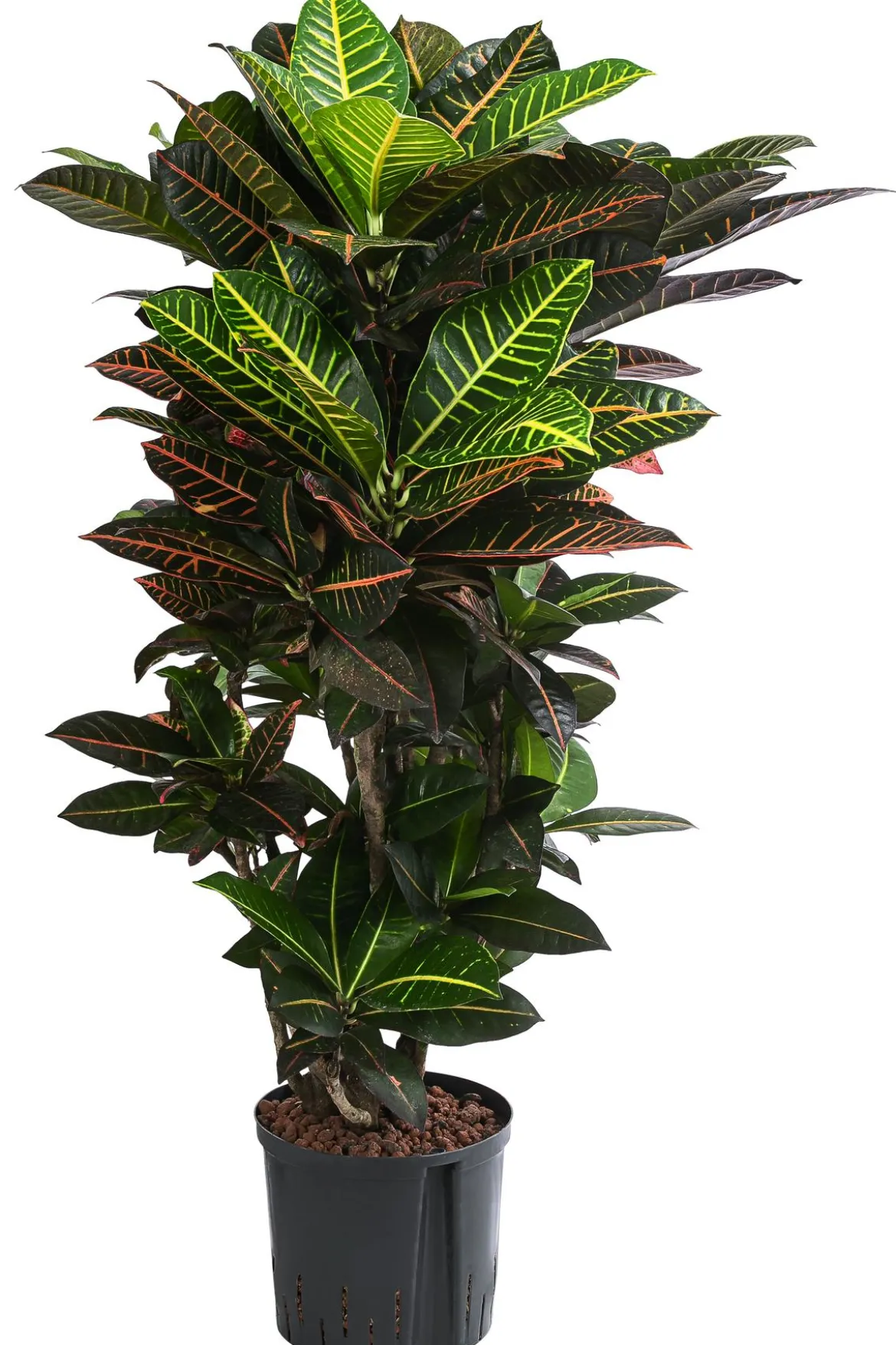 Wunderstrauch - Codiaeum variegatum 'Petra', Hydrokultur