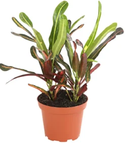 Wunderstrauch - Codiaeum variegatum, verschiedene Sorten