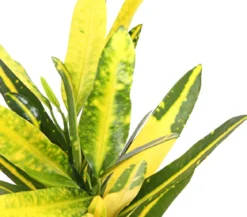 Wunderstrauch - Codiaeum variegatum, verschiedene Sorten