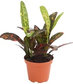 Wunderstrauch - Codiaeum variegatum, verschiedene Sorten