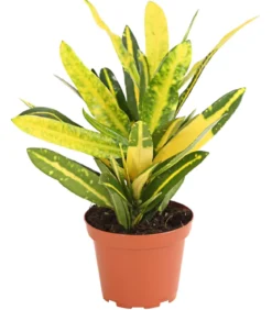 Wunderstrauch - Codiaeum variegatum, verschiedene Sorten