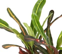 Wunderstrauch - Codiaeum variegatum, verschiedene Sorten