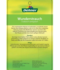 Wunderstrauch - Codiaeum variegatum, verschiedene Sorten