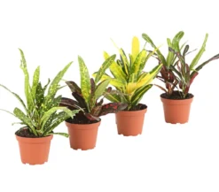 Wunderstrauch - Codiaeum variegatum, verschiedene Sorten