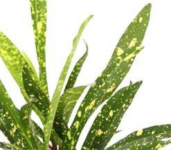 Wunderstrauch - Codiaeum variegatum, verschiedene Sorten