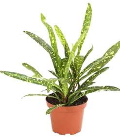 Wunderstrauch - Codiaeum variegatum, verschiedene Sorten