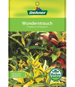 Wunderstrauch - Codiaeum variegatum, verschiedene Sorten