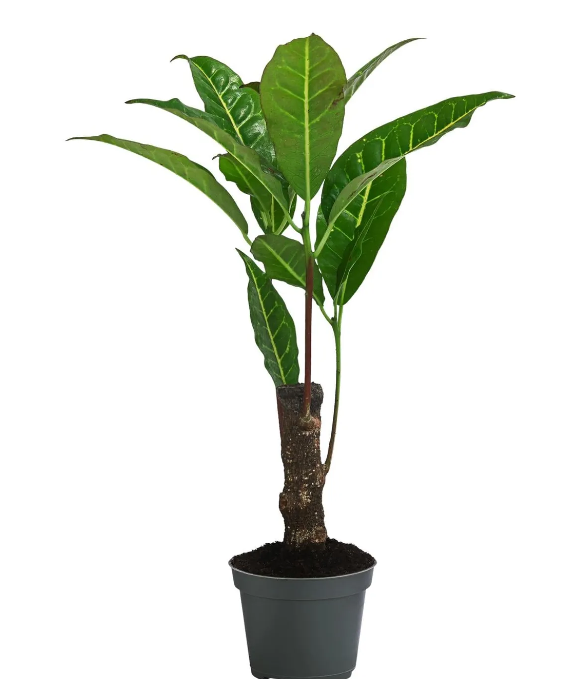 Wunderstrauch - Codiaeum variegatum