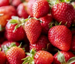 XXL Erdbeere 'Korona'