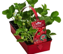 XXL Erdbeere 'Sweet Mary', 8er-Schale