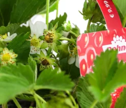 XXL Erdbeere 'Sweet Mary', 8er-Schale