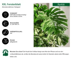 XXL Fensterblatt - Monstera deliciosa 'Variegata', ca. 180-220 cm