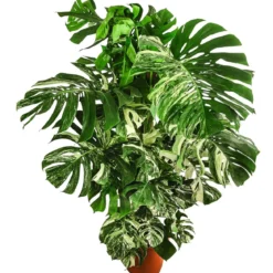 XXL Fensterblatt - Monstera deliciosa 'Variegata', ca. 180-220 cm