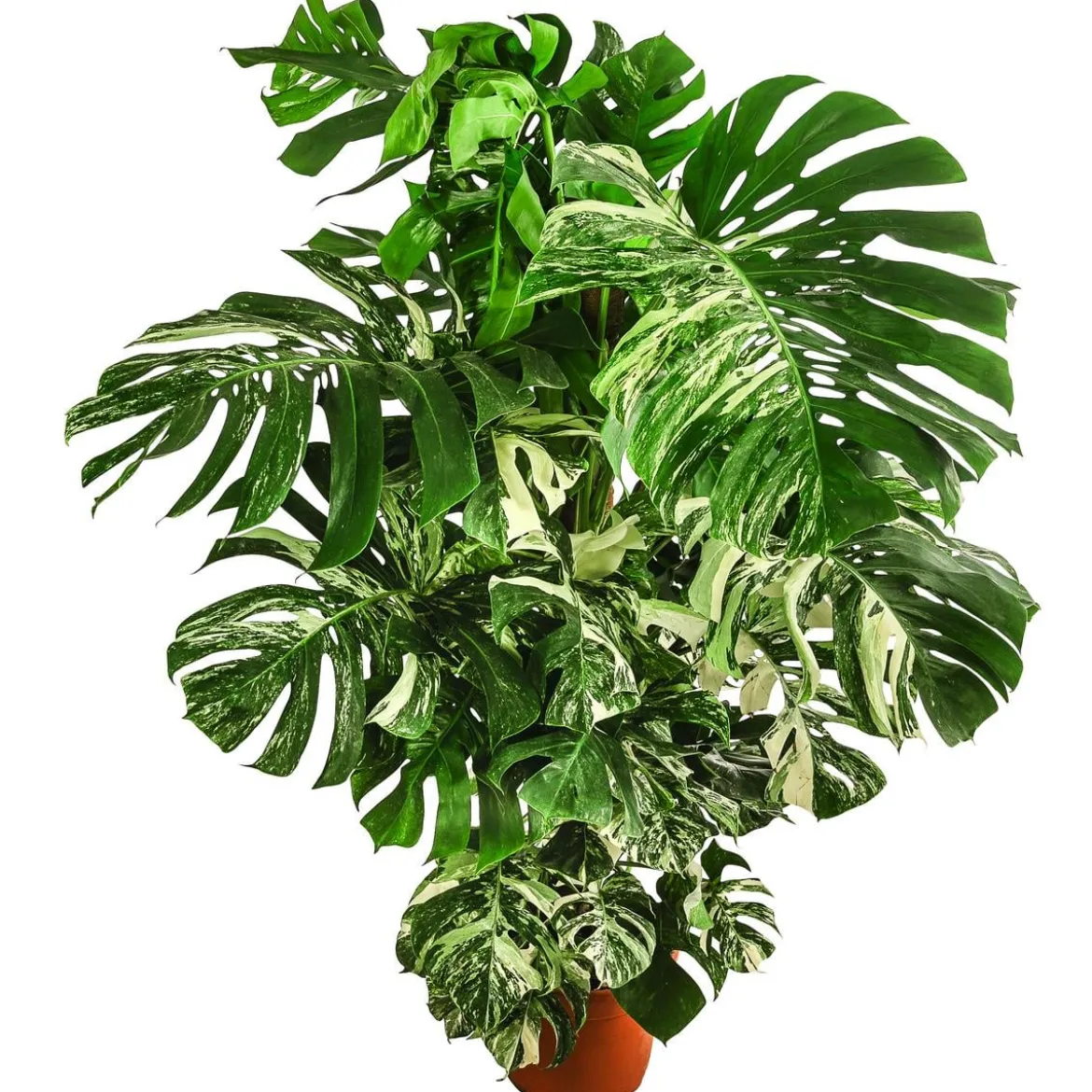 XXL Fensterblatt - Monstera deliciosa 'Variegata', ca. 180-220 cm