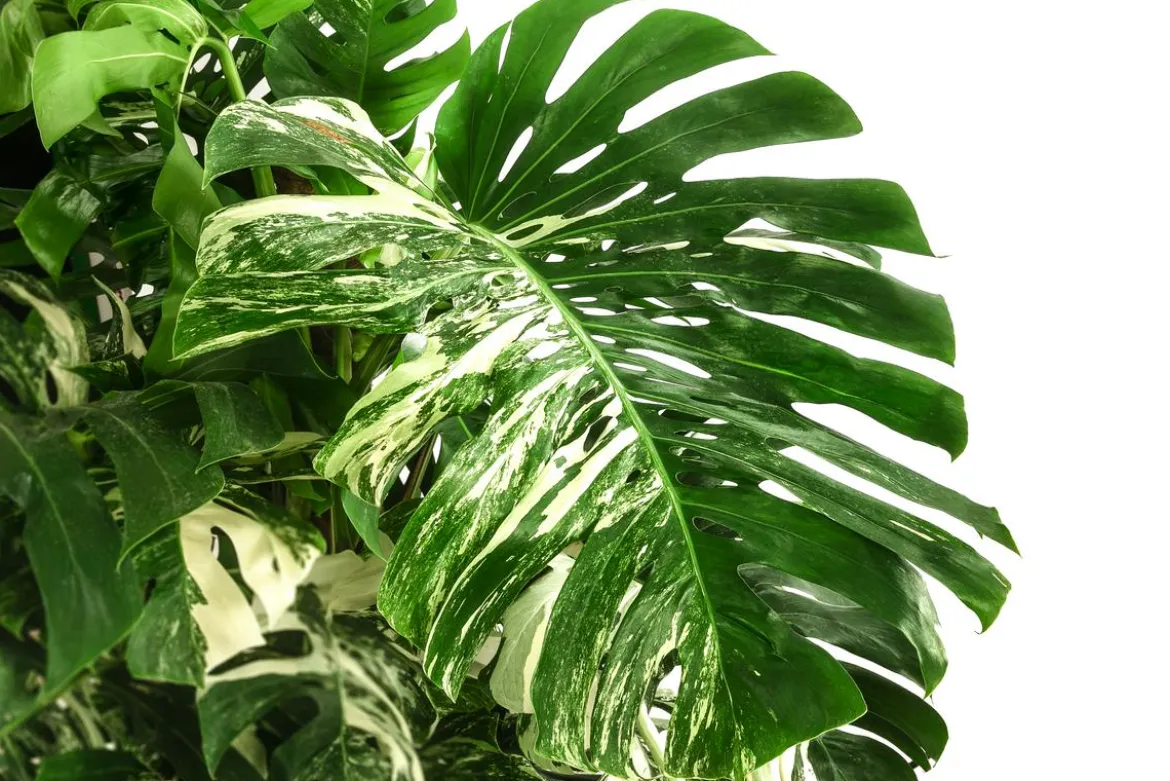 XXL Fensterblatt - Monstera deliciosa 'Variegata', ca. 180-220 cm