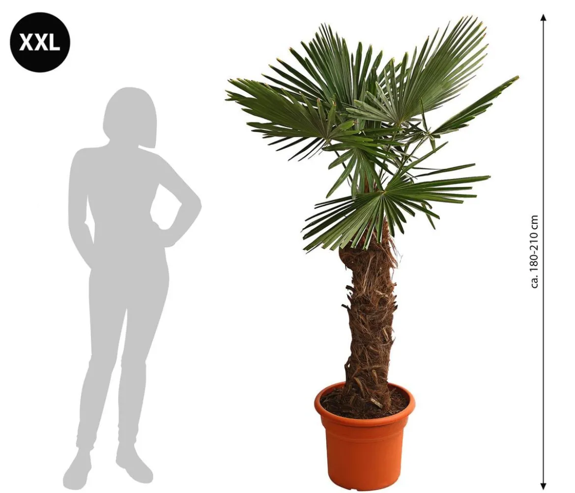 XXL Hanfpalme, ca. 180-210 cm