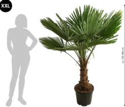 XXL Hanfpalme, ca. 150-180 cm